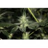 DD-Kush BX