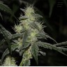 DD-Kush BX