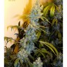 DD-Kush BX