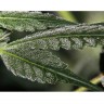 DD-Kush BX