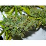 DD-Kush BX