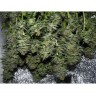 DD-Kush BX