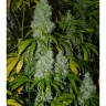 DD-Kush BX