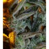 DD-Kush BX