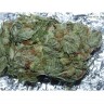 499 IX x Lemon Alien Dog