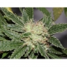 Zamaldelica x G13