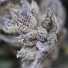 Peyote Purple mix