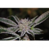 Peyote Purple mix