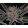 Peyote Purple mix