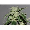 Valley Girl x Purple Tahoe Alien