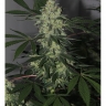 Bubble Best x Snow Ripper