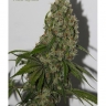 499 x Bubblegum x Snow Ripper