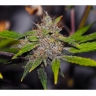 Purple Thai x Bubblegum