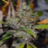 Purple Thai x Bubblegum