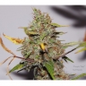 Purple Thai x Bubblegum