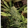 DD-Kush x Blueberry