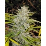 DD-Kush x Blueberry