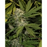DD-Kush x Blueberry