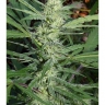 DD-Kush x Blueberry