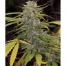 DD-Kush x Blueberry