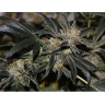 Peyote Purple x White OG